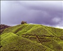 BOH Tea Plantation